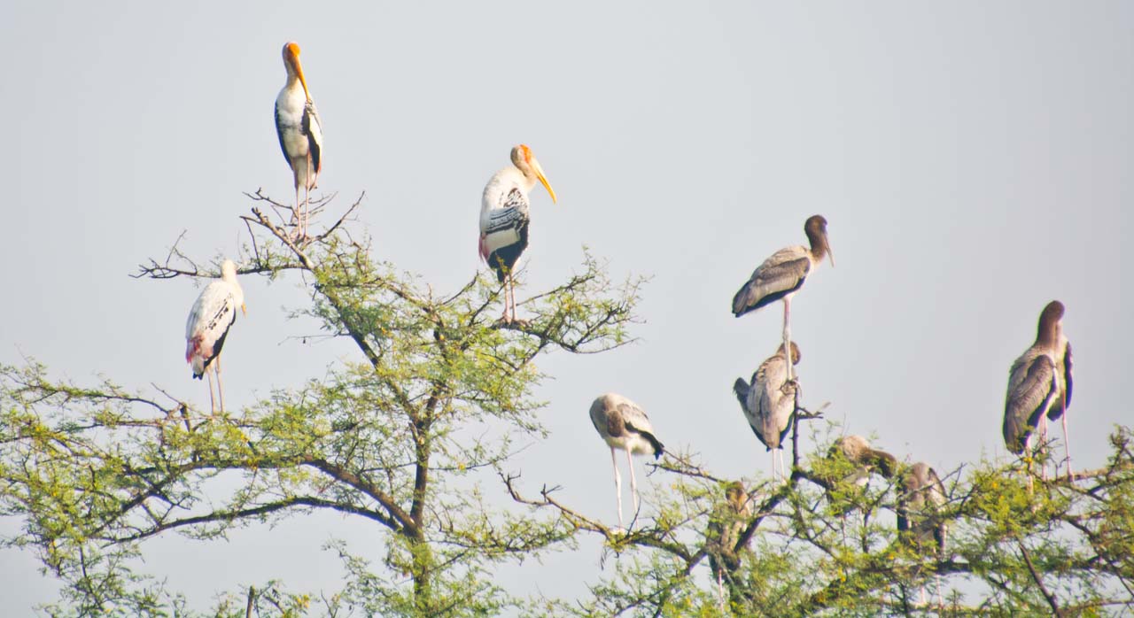 Sariska – Bharatpur Bird Sanctuary (120 Km / 2.30 hrs. approx.)