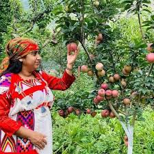  Shimla – Kullu – Manali