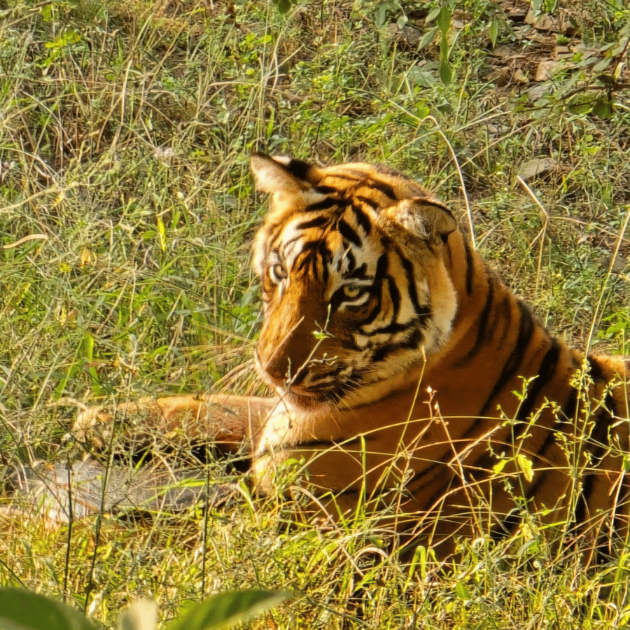Wildlife & Nature